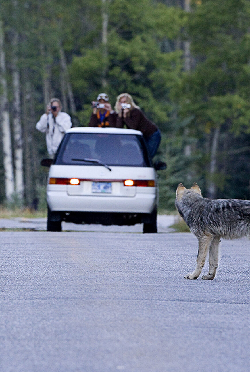 Wolfsforschung2